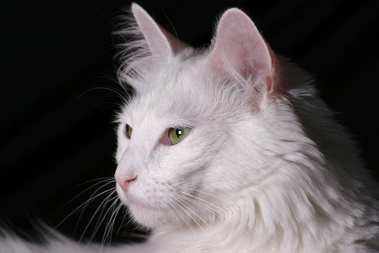 Understanding the Characteristics of the Turkish Angora